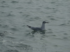 Chroicocephalus ridibundus