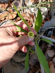 Physalis angustifolia