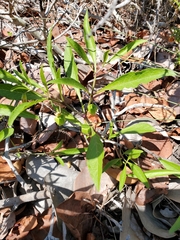 Physalis angustifolia