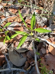 Physalis angustifolia
