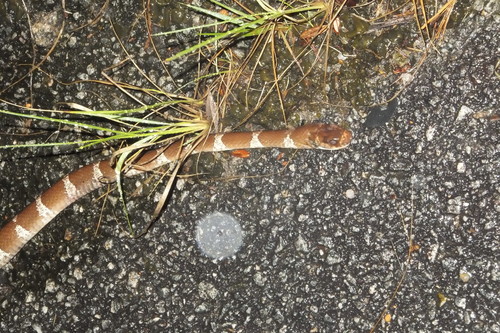 Betsileo White-banded Tree Snake