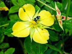 Ludwigia elegans