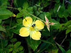 Ludwigia elegans