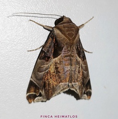 Calyptis