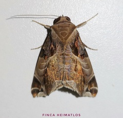 Calyptis