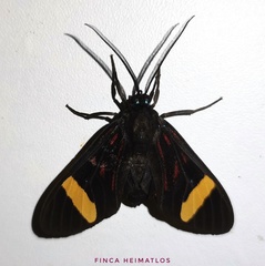 Histioea proserpina