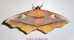 Midila poppaea