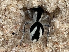 Traumatomutilla bifurca