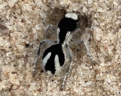 Traumatomutilla bifurca