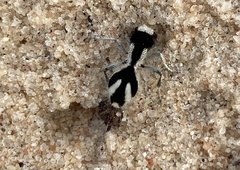 Traumatomutilla bifurca