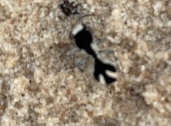 Traumatomutilla bifurca