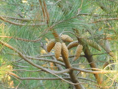 Pinus greggii