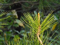 Pinus greggii