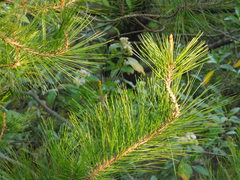 Pinus greggii
