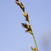 Prairie Sedge - Photo (c) aarongunnar, some rights reserved (CC BY), uploaded by aarongunnar