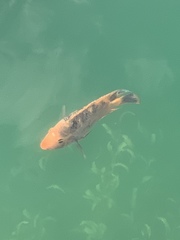 Amphilophus citrinellus