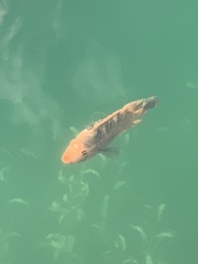 Amphilophus citrinellus