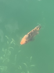 Amphilophus citrinellus