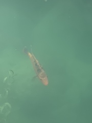 Amphilophus citrinellus