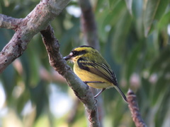 Todirostrum chrysocrotaphum