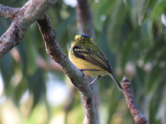 Todirostrum chrysocrotaphum