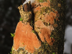 Hymenochaete cinnamomea