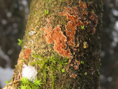 Hymenochaete cinnamomea