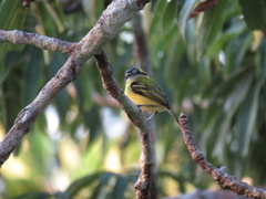 Todirostrum chrysocrotaphum