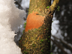 Hymenochaete cinnamomea