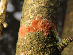 Hymenochaete cinnamomea