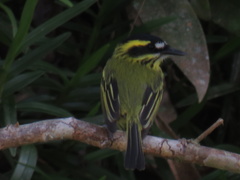 Todirostrum chrysocrotaphum