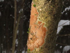 Hymenochaete cinnamomea