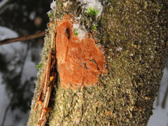 Hymenochaete cinnamomea