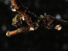 Chlorociboria glauca