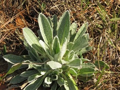 Lupinus villosus