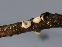 Chlorociboria glauca