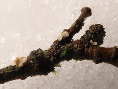 Chlorociboria glauca