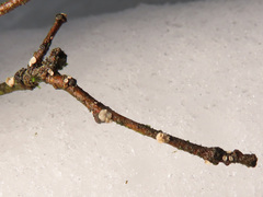 Chlorociboria glauca