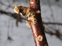Chlorociboria glauca