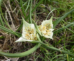 Colchicum striatum