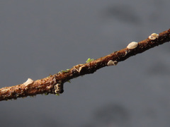 Chlorociboria glauca