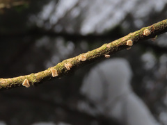 Chlorociboria glauca