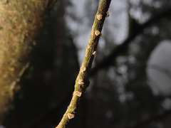 Chlorociboria glauca