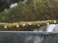 Chlorociboria glauca