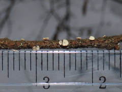 Chlorociboria glauca