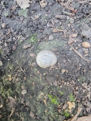 Zachrysia provisoria