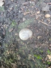 Zachrysia provisoria