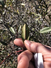 Frangula californica californica
