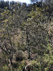 Frangula californica californica