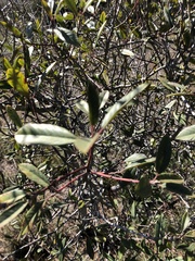 Frangula californica californica